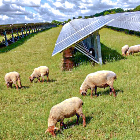 Brebis pâturant sous des panneaux Projet agrivoltaique