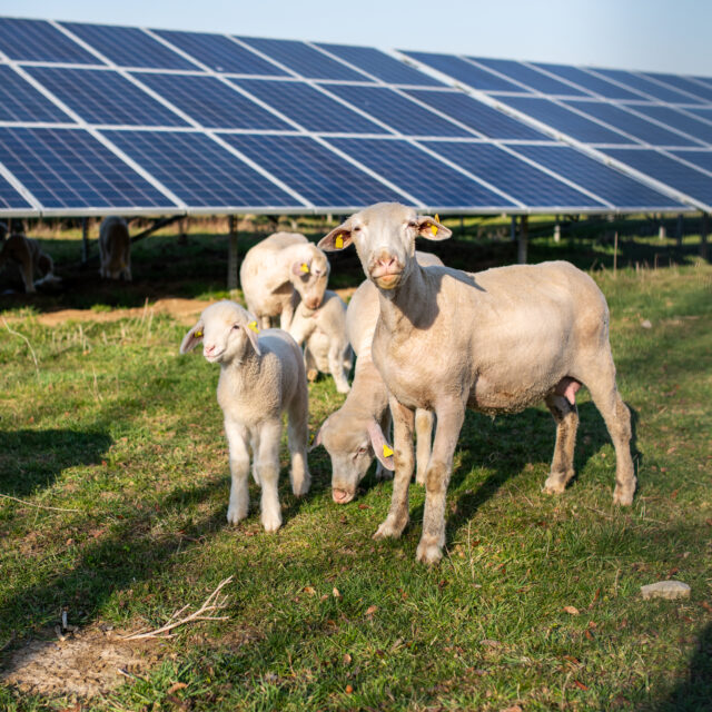 Agrivoltaisme ovin